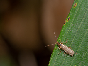 ウスイロクビボソジョウカイ / Asiopodabrus temporalis (Harold, 1878)