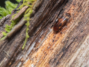 アカオビニセハナノミ / Orchesia imitans Lewis, 1895