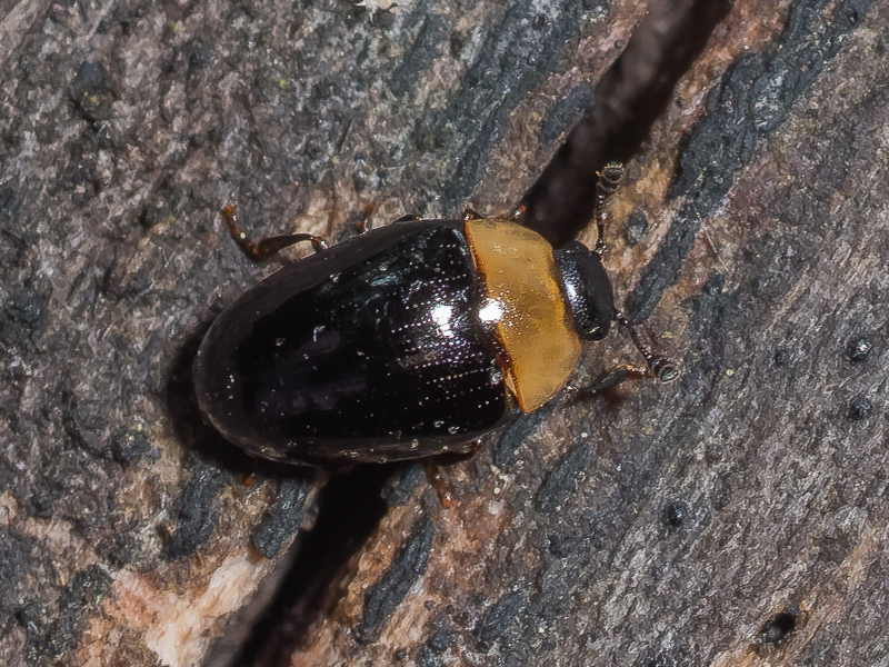 シベリアチビオオキノコ / Triplax sibirica connectens (Lewis, 1887)