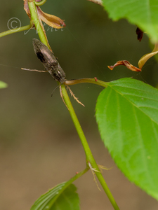 ヘリアカシモフリコメツキ　基亜種 / Actenicerus aerosus aerosus (Lewis, 1879)
