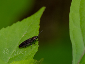 ムラサキヒメカネコメツキ / Limonius eximia Lewis, 1894