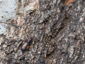 キボシチビヒラタムシ / Laemophloeus submonilis Reitter, 1889