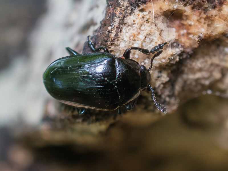 クロチビオオキノコ / Tritoma niponensis (Lewis, 1874)