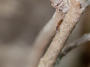 ホソツヤケシコメツキ　基亜種 / Hayekpenthes pallidus pallidus (Lewis, 1894)