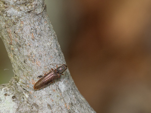 カタモンホソツヤハダコメツキ / Athousius humeralis (Miwa, 1927)
