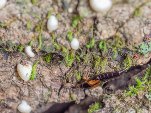 ダイミョウキノコハネカクシ / Lordithon daimio (Sharp, 1888)