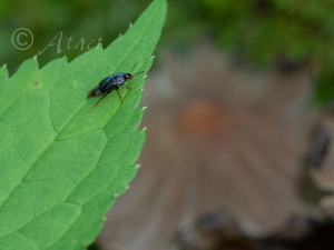 ヤマトマルクビハネカクシ / Tachinus japonicus Sharp, 1888