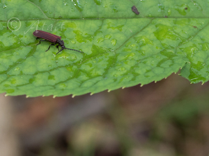 スジアカベニボタル / Conderis orientis Gorham, 1883