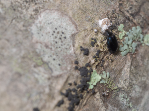 ルリテントウダマシ / Endomychus gorhami (Lewis, 1874)