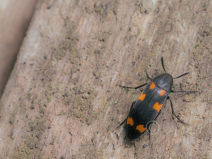 ムツモンナガクチキ / Dircaeomorpha validicornis (Lewis, 1895)