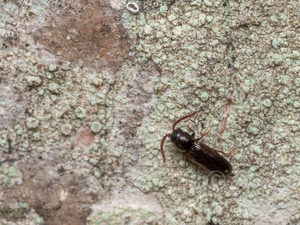 ツヤヒメコメツキダマシ / Xylophilus rufomarginatus (Fleutiaux, 1923)