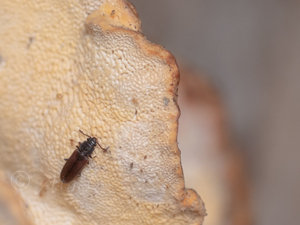 クロムネキカワヒラタムシ / Pediacus japonicus Reitter, 1874