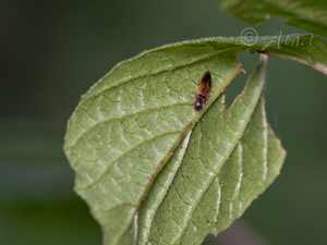 ヒメフトコメツキダマシ / Bioxylus japonensis (Fleutiaux, 1900)