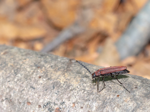 ヒイロホソナガクチキ / Amblyctis nomurai (Nakane & Hayashi, 1955)