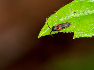ナガスジヒゲコメツキダマシ / Proxylobius longicornis Hisamatsu, 1958