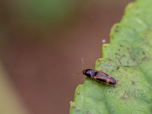 ヒメキマダラコメツキ / Gamepenthes similis (Lewis, 1894)