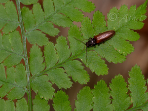 メダカツヤハダコメツキ　基亜種 / Medakathous jactatus jactatus (Lewis, 1894)
