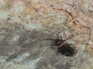 カタモンミナミボタル / Drilaster axillaris Kiesenwetter, 1879
