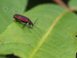 スジグロボタル　基亜種 / Pristolycus sagulatus sangulatus Gorham, 1883