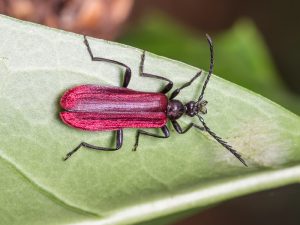 オオクシヒゲビロウドムシ / Pseudodendroides niponensis (Blair, 1914)