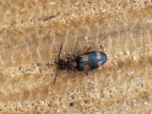 アカモンホソアリモドキ / Sapintus marseuli (Pic, 1893)