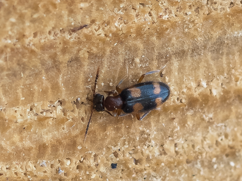 アカモンホソアリモドキ / Sapintus marseuli (Pic, 1893)