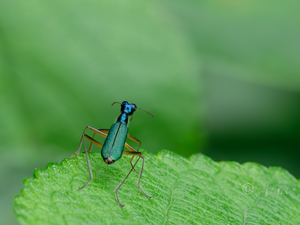 ヤエヤマクビナガハンミョウ / Neocollyris loochooensis (Kano, 1929)