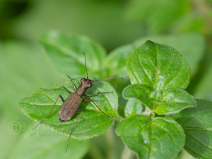 トウキョウヒメハンミョウ / Cylindera kaleea yedoensis