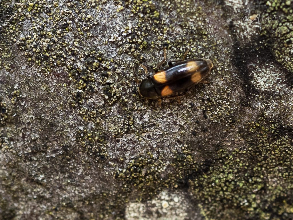 ヨツボシホソナガクチキ / Dircaea quadriguttata (Paykal, 1798)