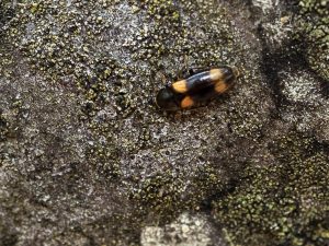 ヨツボシホソナガクチキ / Dircaea quadriguttata (Paykal, 1798)