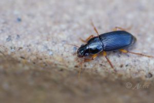 クロゴモクムシ / Harpalus (Pseudoophonus) pastor niigatanus Schaubérger, 1929