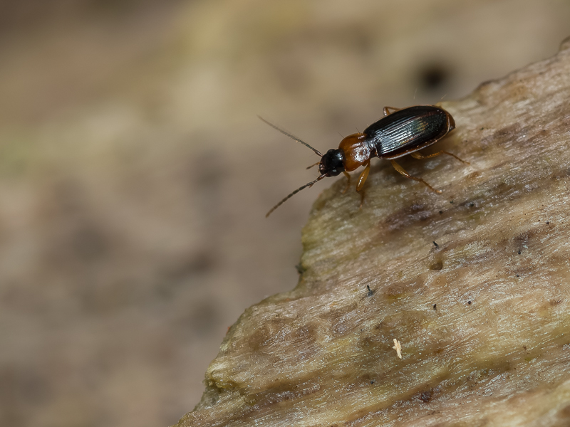 ムネアカマメゴモクムシ / Stenolophus (Stenolophus) propinquus Morawitz, 1862