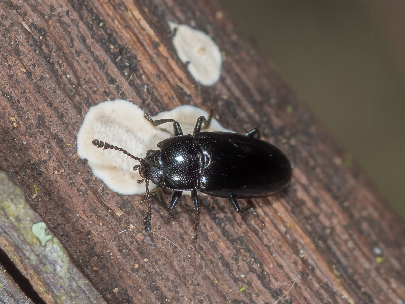 ルリオオキノコ / Aulacochilus sibiricus bedeli Harold, 1880