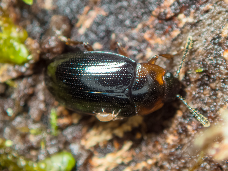 セモンチビオオキノコムシ / Triplax discicollis Lewis, 1887