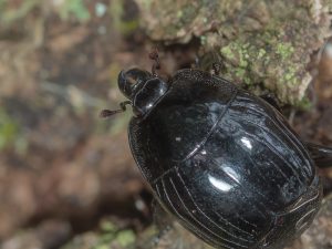 ヤマトエンマムシ / Hister japonicus Marseul, 1854