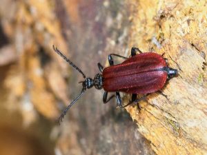 アカハネムシ / Pseudopyrochroa vestiflua (Lewis, 1887)