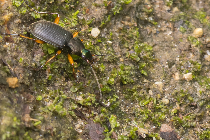 キベリアオゴミムシ / Chlaenius (Chlaeniellus) circumductus Morawitz, 1862