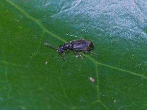 クロチビアリモドキ基亜種 / Anthicomorphus niponicus niponicus Lewis, 1895