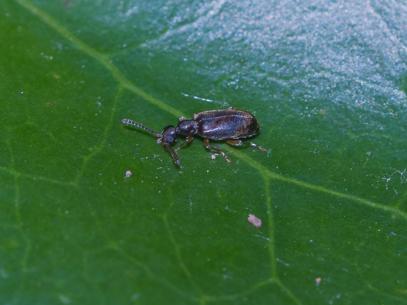 クロチビアリモドキ基亜種 / Anthicomorphus niponicus niponicus Lewis, 1895