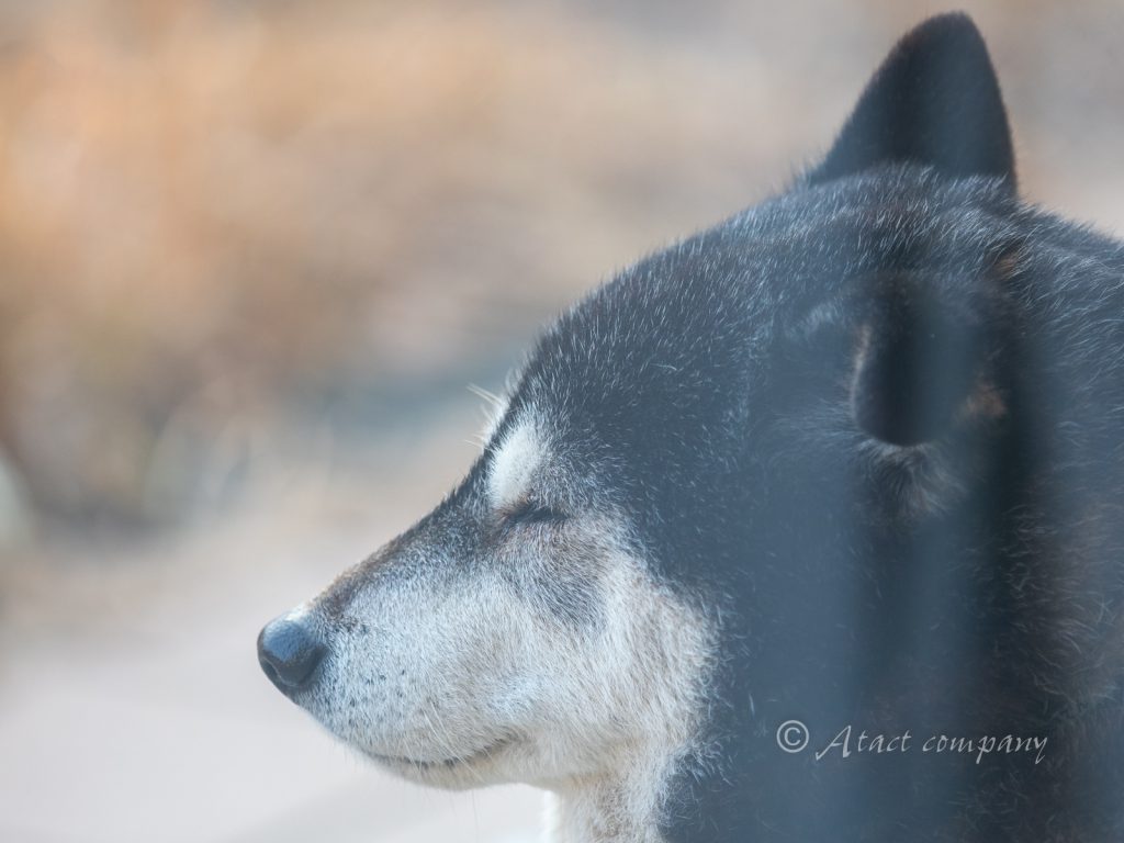 くろ柴犬