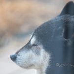 An elderly black Shiba Inu