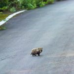 Tanuki at an elevation of 1,800 meters