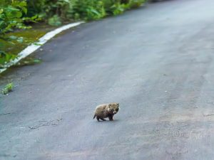 Tanuki at an elevation of 1,800 meters