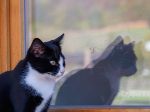 The Farm Cat