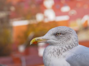 Bird Tallinn