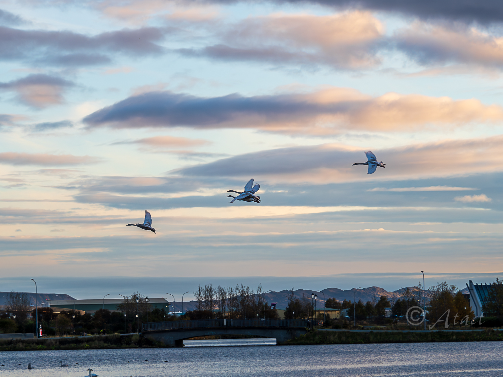 BirdｰReykjavik